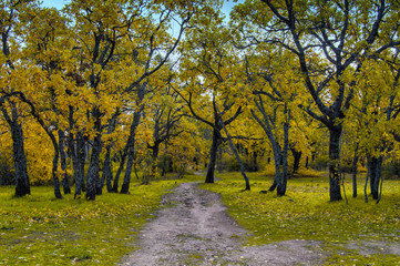 path road with bare-leafed trees in autumn, in the Herreria forest near Madrid. Spain