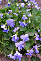 Herbaceous perennial plant - viola odorata or wood violet, sweet violet, english violet, garden viole