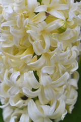 White beige hyacinth or Hyacinthus orientale, vertical image, close up flowers