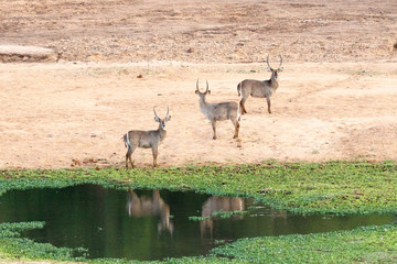 Drei Wasserböcke an einem Wasserloch