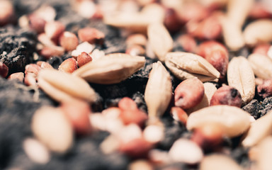 Seeds and grain