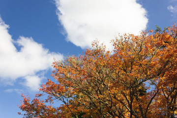 Fototapeta na wymiar Yellow and orange leaves on blue sky background