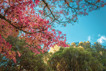 Pink and orange leaves on blue sky background.