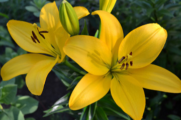 Asiatic hybrid lily bright yellow flower. Clear yellow Gironde Lily or lemon yellow Lilium Butter Pixie, gorgeous blossom with six showy petals and six dark stamen anthers.