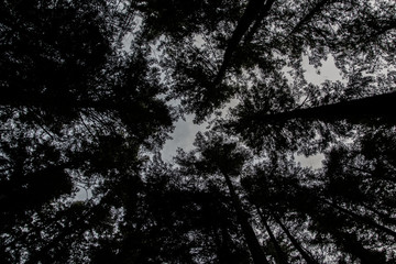 Tall Giants in the Forest Sky