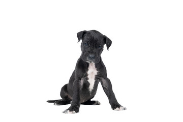 A puppy of the Great Dane Dog or German Dog, the largest dog breed in the world, black with white spots, sitting isolated in white background