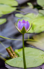 Purple Water Lilly Opening with Lilly Pad