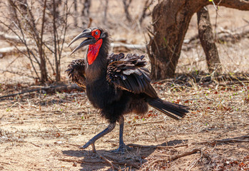 Hornrabe prsäentiert rote Kehle