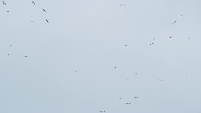 Birds Fly in circular motion in slow motion at dawn, filmed on R3D Helium 8K