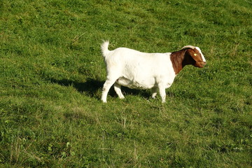 Obraz premium Ziege auf einer Bergwiese
