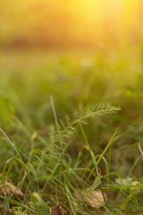 Nature green blurred background, bokeh. Beautiful grass in sunlight