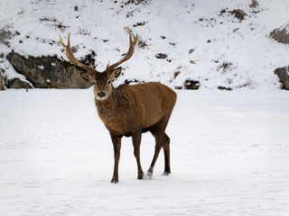 A large deer in the winter