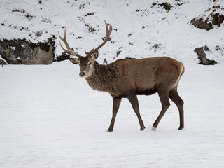 A large deer in the winter