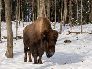 A large bison in the winter