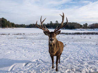 A large deer in the winter