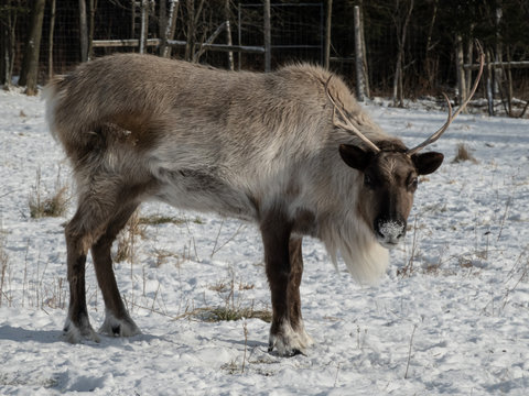 A Large Elk In The Winter