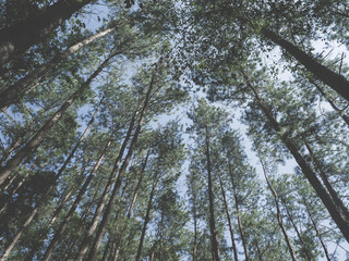 pine forest in Doi Inthanon National Park , Thailand