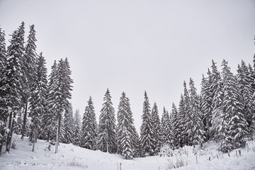 beautiful forest in snow. Slovenia. 