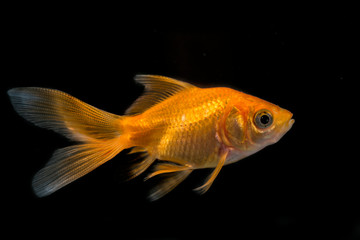 Carassius auratus auratus  - gold fish -  aquarium fish on black background