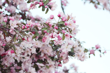 pink apple flowers blossom