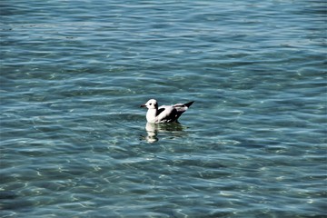 Annecy Lake