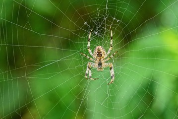 one big brown spider sits on a white web on a green background