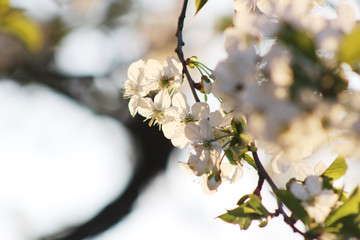 apple tree blossom and warm yellow lights
