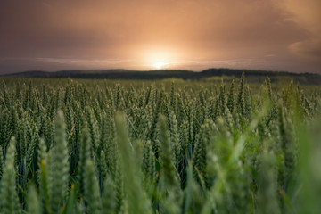 a green cornfield in the idyllic sunset