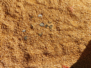 An image expressing the relationship of money to agriculture