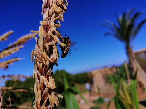 Honny Bee