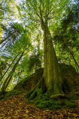 High and old beech tree during spring time, beech, Fagus sylvatica