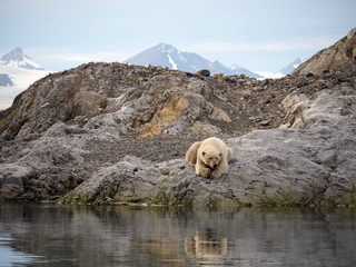 Niedźwiedź polarny odpoczywający na skale. Europa, Svalbard, Hornsund.