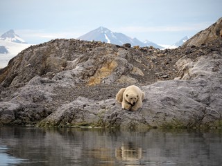 Niedźwiedź polarny odpoczywający na skale. Europa, Svalbard, Hornsund. © Buka Pl