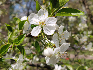 Cherry flowers