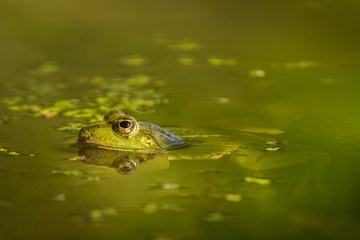 March frog in the natural environment, water tide, close up, Pelophylax ridibundus