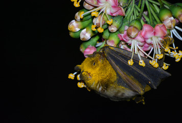 Jamaican Fruit Bat  cover with pollen 