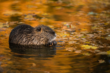 Coypu in the natural environment, Europe, close up, city park, Myocastor coypus