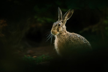 Hare in the natural environment, close up, detail, wildlife, isolated, Lepus europaeus