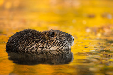 Coypu in the natural environment, Europe, close up, city park, Myocastor coypus