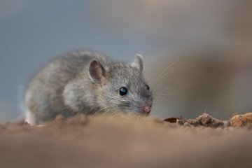 Norwya rat in the natural environment, close up, city park, detail, wildlife, ecology, Rattus...