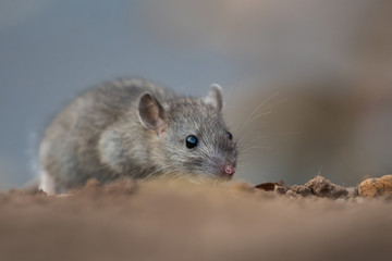 Norwya rat in the natural environment, close up, city park, detail, wildlife, ecology, Rattus norvegicus, Europe