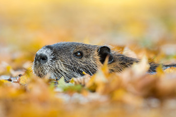 Coypu in the natural environment, Europe, close up, city park, Myocastor coypus