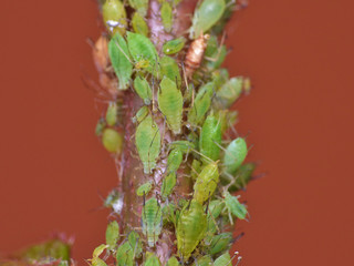Macro Aphid