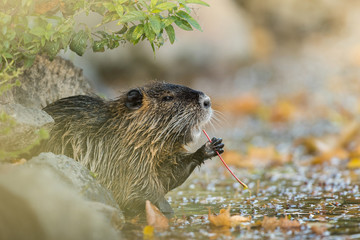 Coypu in the natural environment, Europe, close up, city park, Myocastor coypus