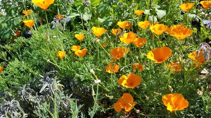 Wild Flowers Blooming