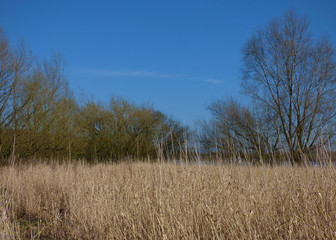 Dry grassland landscape with blue sky