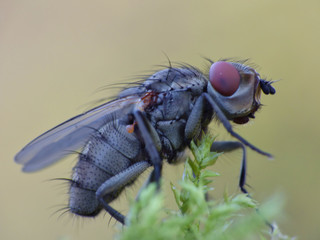 Housefly Macro Close Up