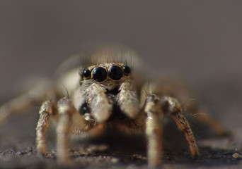 Zebra Jumping Spider