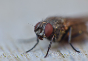 Housefly Macro Close Up
