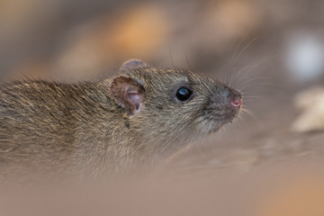 Norwya rat in the natural environment, close up, city park, detail, wildlife, ecology, Rattus...